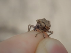 Oemethylus triangularis