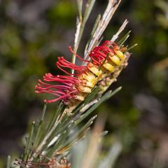 Grevillea hookeriana