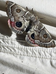 Carthaea saturnioides
