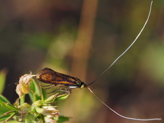 Nemophora pfeifferella