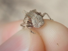 Oemethylus triangularis