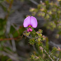 Gompholobium scabrum