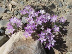 Langloisia setosissima setosissima