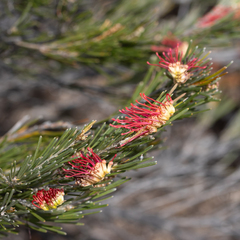 Grevillea hookeriana