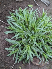 Deinandra clementina