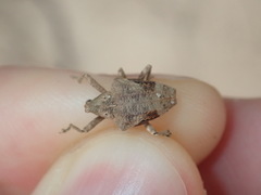 Oemethylus triangularis