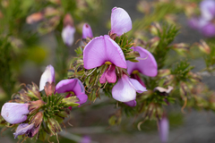 Gompholobium scabrum