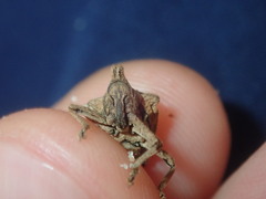 Oemethylus triangularis