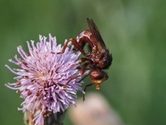 Sicus ferrugineus