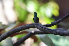 Chrysuronia