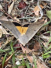 Ophiusa parcemacula