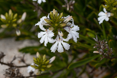 Goodenia scapigera
