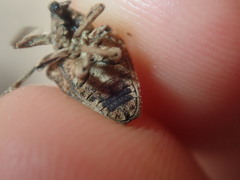 Oemethylus triangularis