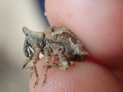 Oemethylus triangularis