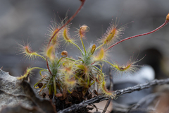 Drosera scorpioides