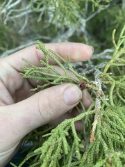 Walshomyia juniperina