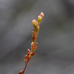 Drosera scorpioides
