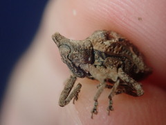 Oemethylus triangularis