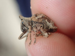 Oemethylus triangularis