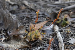 Drosera scorpioides