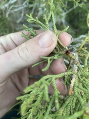 Walshomyia juniperina