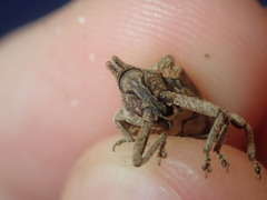 Oemethylus triangularis