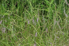 Calluna vulgaris