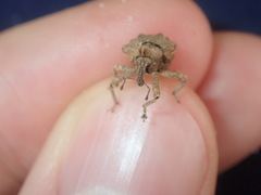 Oemethylus triangularis