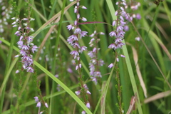 Calluna vulgaris