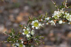 Leptospermum spinescens
