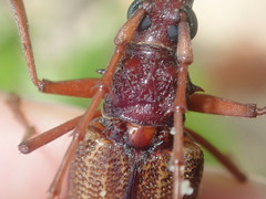 Phoracantha acanthocera