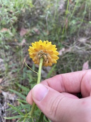 Xerochrysum