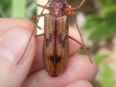 Phoracantha acanthocera
