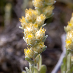 Pterochaeta paniculata
