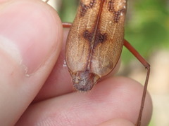 Phoracantha acanthocera