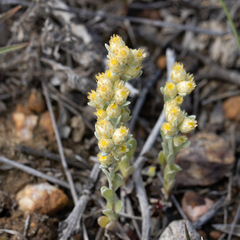 Pterochaeta paniculata