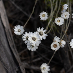 Argentipallium niveum