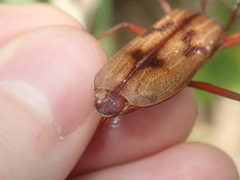 Phoracantha acanthocera