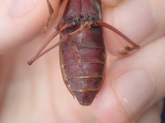 Phoracantha acanthocera