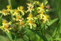 Hypericum adpressum