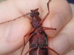 Phoracantha acanthocera