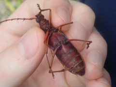 Phoracantha acanthocera