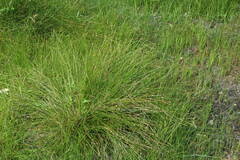 Eleocharis melanocarpa