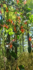 Peraxilla colensoi