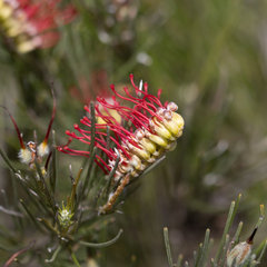 Grevillea hookeriana