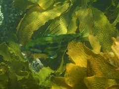 Heteroscarus acroptilus