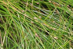 Eleocharis melanocarpa