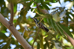 Anthracothorax nigricollis