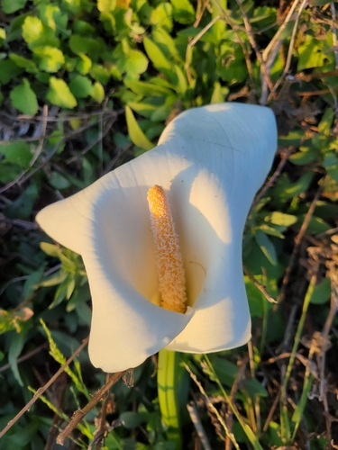 Zantedeschia aethiopica