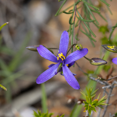 Cheiranthera filifolia